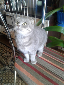 Подарю котенок (2 фото из 3)