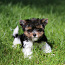 Biewer terrier (foto #1)