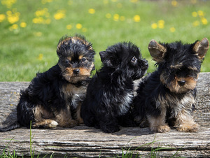 Yorkshire terrier (5 foto / 10)