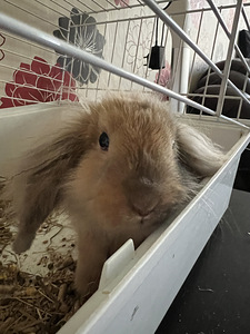 Küülik koos puuriga (1 foto / 2)