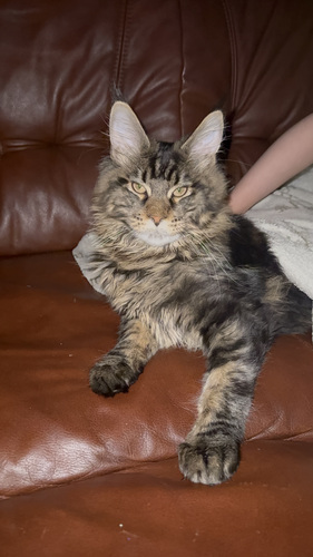 Maine Cooni kassipoeg