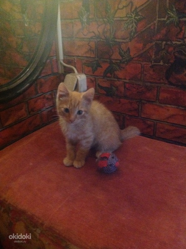 Рыжий котенок от домашней кошки (фото #2)