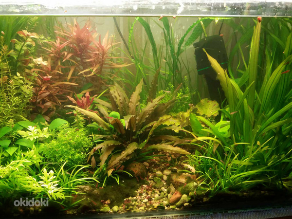 Akvaariumi taimed (foto #1)