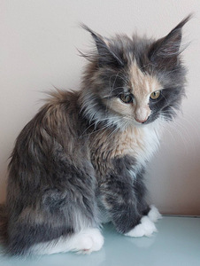 Kassipojad maine coon (5 foto / 9)