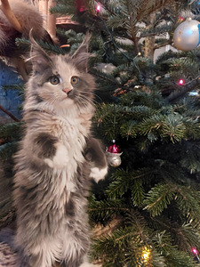 Kassipojad maine coon (4 foto / 9)