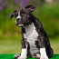 Amerikos Stafordšyro terjero šuniukai (nuotrauka #1)