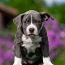 Amerikos Stafordšyro terjero šuniukai (nuotrauka #4)