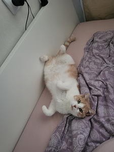 Отдам кошку (2 фото из 9)