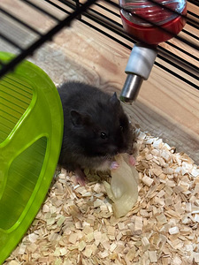 Müüa hamster. (1 foto / 6)