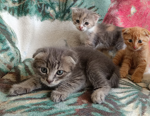 Вислоухие котята (1 фото из 4)