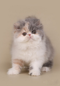 Экзотический котенок (8 фото из 10)