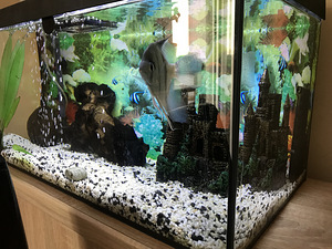 Akvaarium 60L + täis varustus (2 foto / 10)