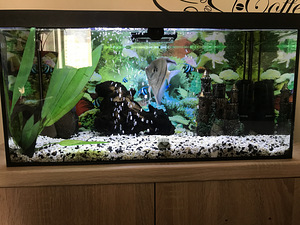 Akvaarium 60L + täis varustus (6 foto / 10)