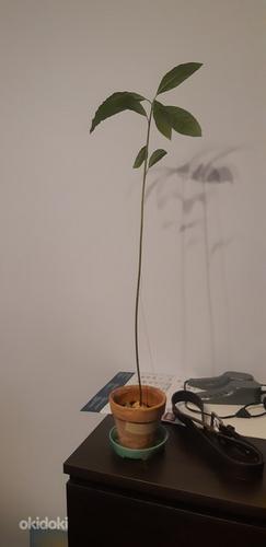 Дерево авокадо (без горшка) (фото #1)