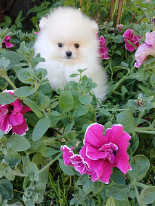 Pomeranian poisskutsikad (4 foto / 10)