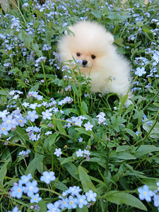 Pomeranian poisskutsikad (8 foto / 10)