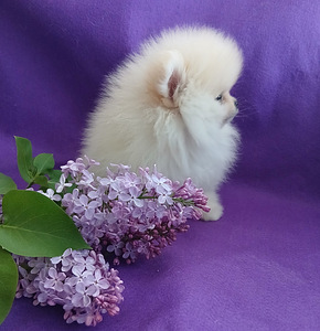 Pomeranian poisskutsikad (7 foto / 10)