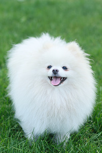 Pomeranian poisskutsikad (10 foto / 10)