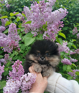 Малыш померанского шпица (3 фото из 6)