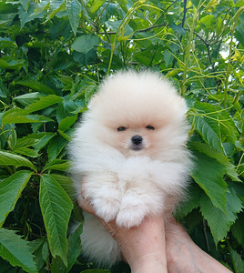 Pomeranian kutsikad (3 foto / 10)