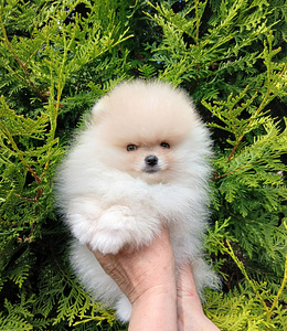 Pomeranian kutsikad (5 foto / 10)