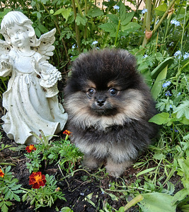 Pomeranian (2 foto / 7)