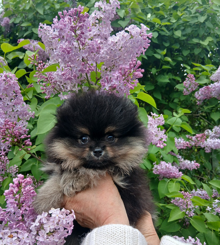 Pomeranian