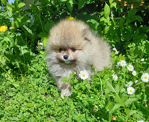 Pomeraniani kutsikas (7 foto / 8)