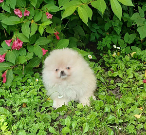 Pomeranian kutsikas (4 foto / 8)