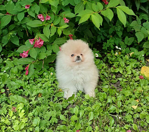 Pomeranian kutsikas (6 foto / 8)