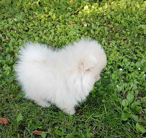 Pomeranian kutsikas (7 foto / 8)