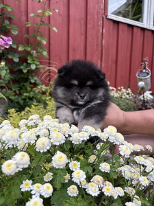 Немецкий малый шпиц (3 фото из 5)