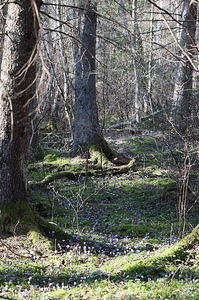 Kirdekaare tn, Elva, Elva vald, Tartumaa (6 foto / 12)