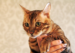 Бенгальский кот Брест