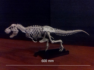 Скелет Динозавра анатомический