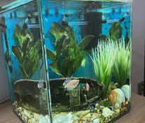 Müüa akvaarium koos kalade ja kogu tehnikaga