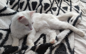 Отдам Кота / Annan ära kassi (2 фото из 8)
