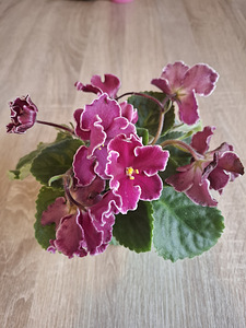 Kannike/фиалка (3 фото из 3)