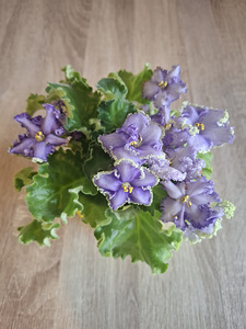 Kannike/fialka (2 foto / 2)