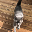 Briti lühikarvaline emane kass otsib peigmeest (foto #2)