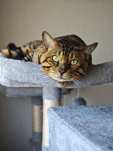 Бенгальский кот (8 фото из 10)