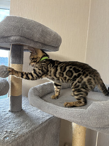 Бенгальские котята (3 фото из 4)
