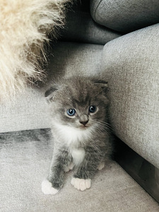 Müüa imearmas hall Scottish fold isane kassipoeg (2 foto / 3)