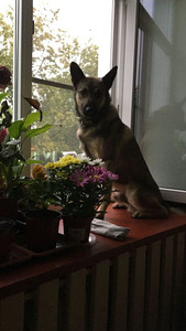 Pois. Kutsikate jaoks. Malinois Kutsikate jaoks.Malinois (3 foto / 10)