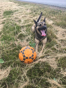Pois. Kutsikate jaoks. Malinois Kutsikate jaoks.Malinois (7 foto / 10)