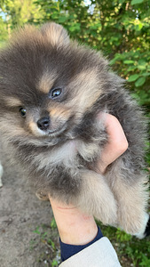 Pomeranian haruldane värv (4 foto / 9)
