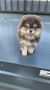 Pomeranian haruldane värv (8 foto / 9)