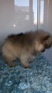 Pommeri spitsi kutsikas (4 foto / 10)