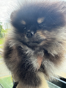 Pomeranian spitsi kutsikas (2 foto / 6)