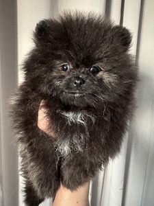 Pomeranian spits (2 foto / 5)
